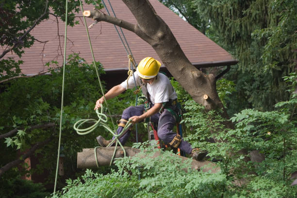 Best Firewood Processing and Delivery  in Forest Glen, MD