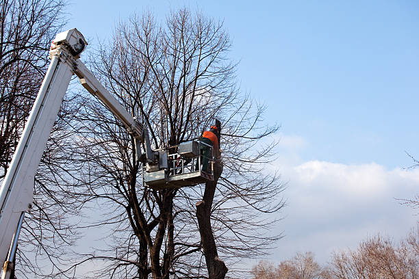 Professional Tree Services in Forest Glen, MD